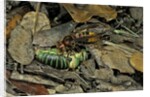 Vespa crabro (european hornet) - feeding on a bushcricket by Anonymous