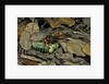 Vespa crabro (european hornet) - feeding on a bushcricket by Anonymous