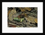 Vespa crabro (european hornet) - feeding on a bushcricket by Anonymous
