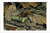 Vespa crabro (european hornet) - feeding on a bushcricket by Anonymous