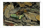 Vespa crabro (european hornet) - feeding on a bushcricket by Anonymous