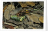Vespa crabro (european hornet) - feeding on a bushcricket by Anonymous