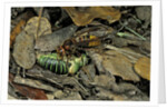 Vespa crabro (european hornet) - feeding on a bushcricket by Anonymous