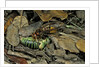 Vespa crabro (european hornet) - feeding on a bushcricket by Anonymous