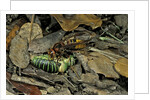 Vespa crabro (european hornet) - feeding on a bushcricket by Anonymous