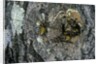 Vespa crabro (european hornet) - nest entrance in a tree trunk by Anonymous