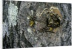 Vespa crabro (european hornet) - nest entrance in a tree trunk by Anonymous