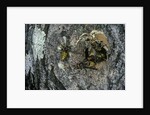 Vespa crabro (european hornet) - nest entrance in a tree trunk by Anonymous