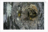 Vespa crabro (european hornet) - nest entrance in a tree trunk by Anonymous