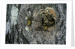 Vespa crabro (european hornet) - nest entrance in a tree trunk by Anonymous