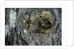 Vespa crabro (european hornet) - nest entrance in a tree trunk by Anonymous