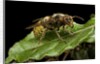 Vespa crabro (european hornet) by Anonymous