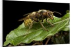 Vespa crabro (european hornet) by Anonymous