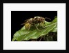 Vespa crabro (european hornet) by Anonymous