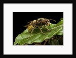 Vespa crabro (european hornet) by Anonymous