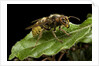 Vespa crabro (european hornet) by Anonymous