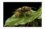 Vespa crabro (european hornet) by Anonymous