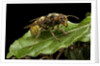 Vespa crabro (european hornet) by Anonymous