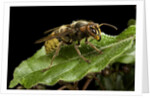 Vespa crabro (european hornet) by Anonymous