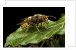 Vespa crabro (european hornet) by Anonymous