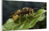 Vespa crabro (european hornet) by Anonymous