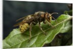 Vespa crabro (european hornet) by Anonymous