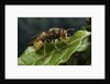 Vespa crabro (european hornet) by Anonymous