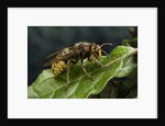 Vespa crabro (european hornet) by Anonymous