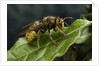 Vespa crabro (european hornet) by Anonymous