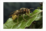 Vespa crabro (european hornet) by Anonymous