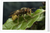 Vespa crabro (european hornet) by Anonymous