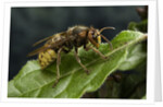 Vespa crabro (european hornet) by Anonymous