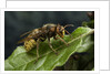 Vespa crabro (european hornet) by Anonymous