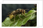 Vespa crabro (european hornet) by Anonymous