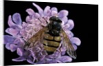 Volucella inanis (lesser hornet hoverfly) by Anonymous