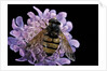Volucella inanis (lesser hornet hoverfly) by Anonymous