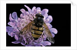 Volucella inanis (lesser hornet hoverfly) by Anonymous