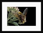 Volucella zonaria (hornet mimic hoverfly) by Anonymous