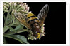 Volucella zonaria (hornet mimic hoverfly) by Anonymous