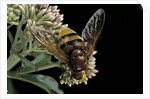 Volucella zonaria (hornet mimic hoverfly) by Anonymous