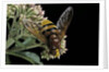 Volucella zonaria (hornet mimic hoverfly) by Anonymous