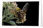 Volucella zonaria (hornet mimic hoverfly) by Anonymous
