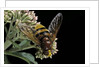 Volucella zonaria (hornet mimic hoverfly) by Anonymous