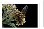Volucella zonaria (hornet mimic hoverfly) by Anonymous