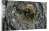 Vespa crabro (european hornet) - nest entrance in a tree trunk by Anonymous