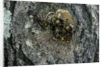 Vespa crabro (european hornet) - nest entrance in a tree trunk by Anonymous