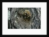 Vespa crabro (european hornet) - nest entrance in a tree trunk by Anonymous