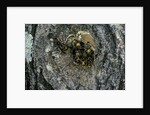 Vespa crabro (european hornet) - nest entrance in a tree trunk by Anonymous