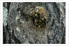 Vespa crabro (european hornet) - nest entrance in a tree trunk by Anonymous