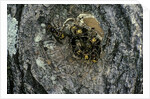 Vespa crabro (european hornet) - nest entrance in a tree trunk by Anonymous